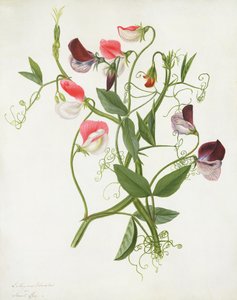 Lathyrus Odoratus